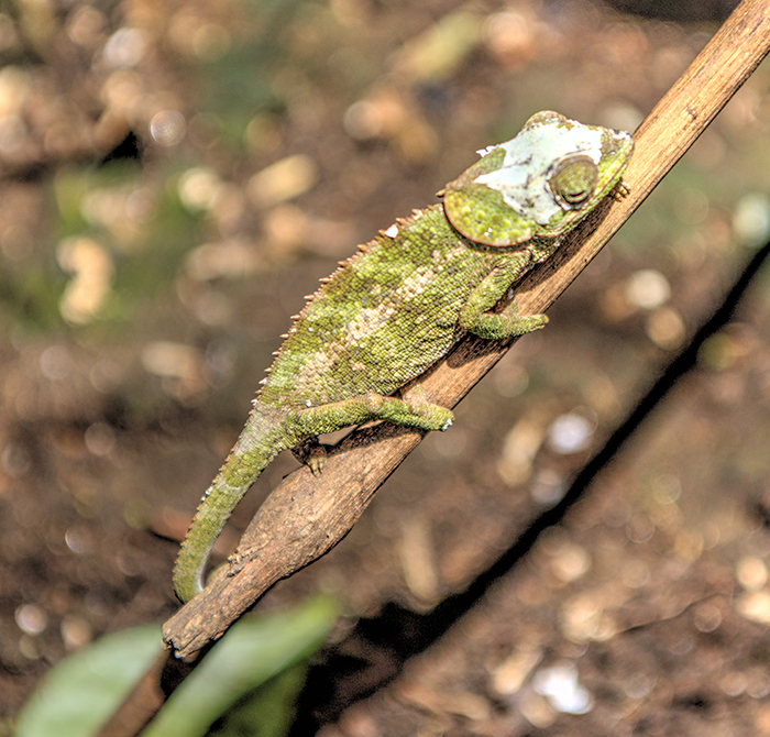 Nymphanta chameleon